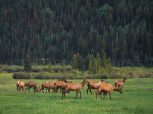 Wildlife (Elk)